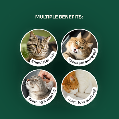 Cat Cupid Spray - BUY ONE GET ONE FREE
